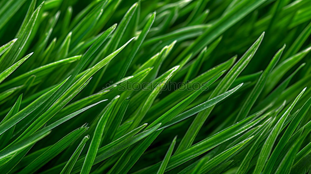 Similar – Foto Bild wiesencase Gras grün