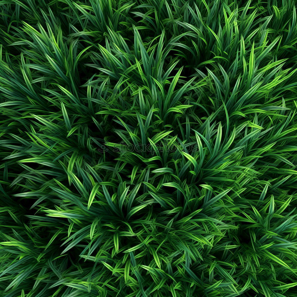 Image, Stock Photo Moss Stars Plant Green