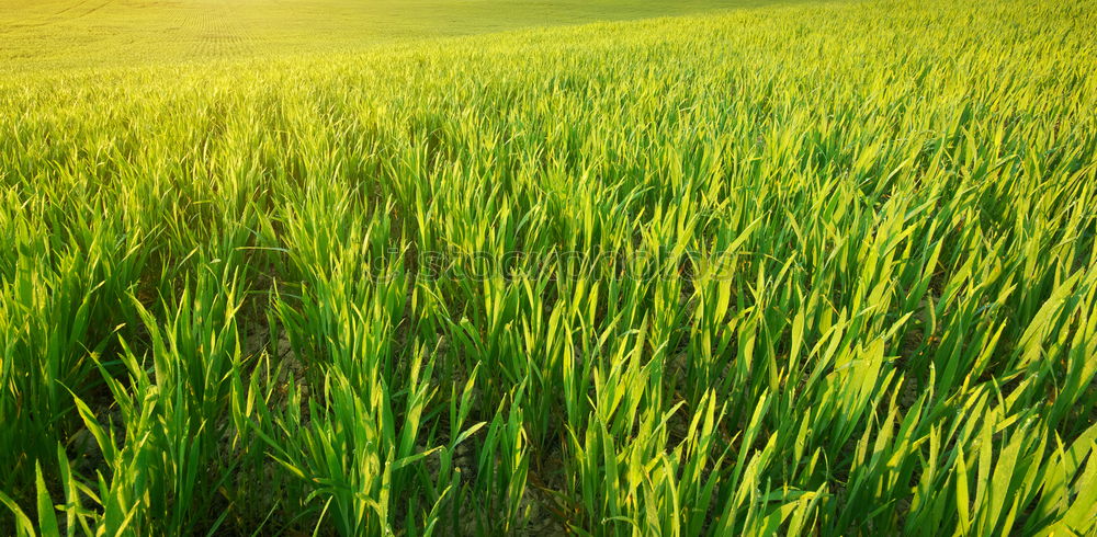 Similar – Foto Bild Grasblick Wiese grün Ferne