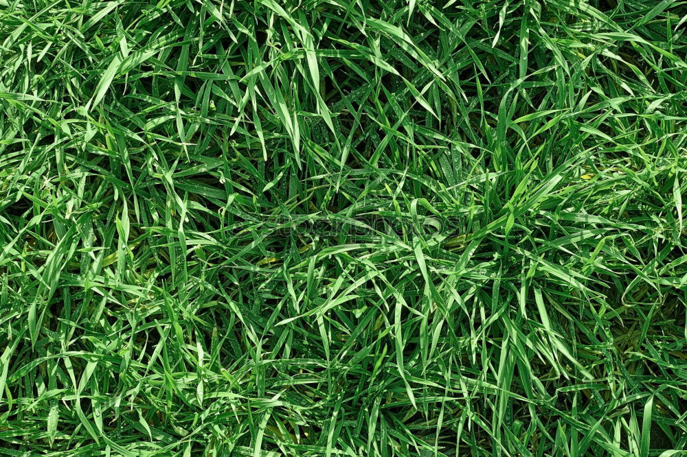 Similar – Image, Stock Photo scruffy Nature Plant Grass