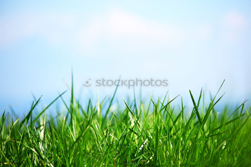 Similar – Grass whispering II Green