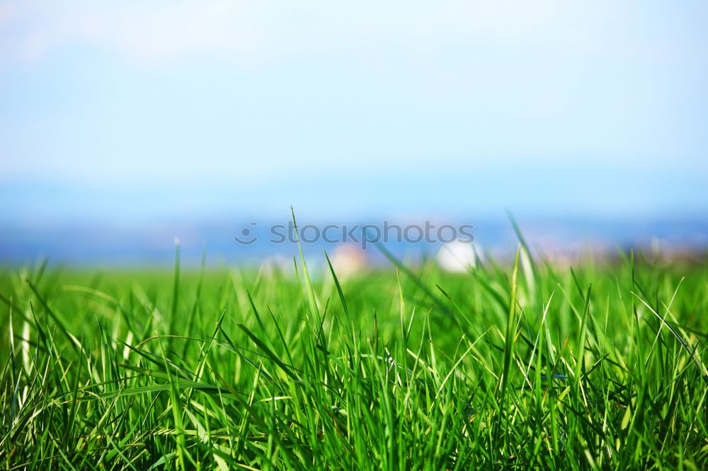 Similar – Image, Stock Photo 000 Love of nature