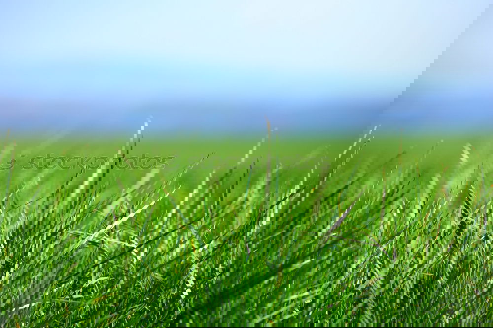 Similar – Foto Bild feld Natur Landschaft