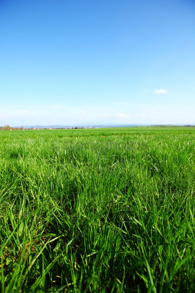 Similar – Image, Stock Photo I can’t see that meadow for all the grass.