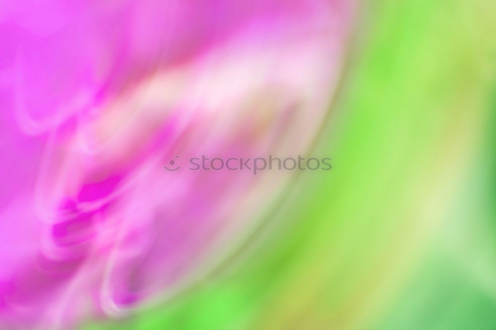 Similar – Image, Stock Photo tulip leaf Lifestyle