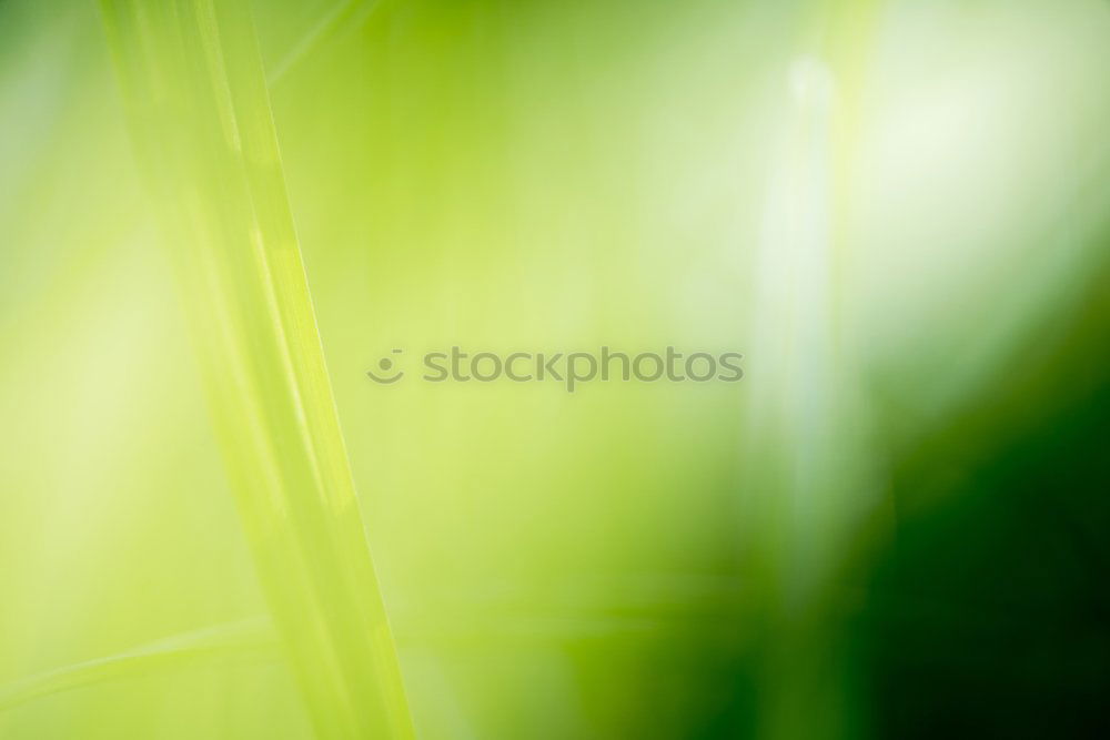 Similar – Image, Stock Photo It’s so green…