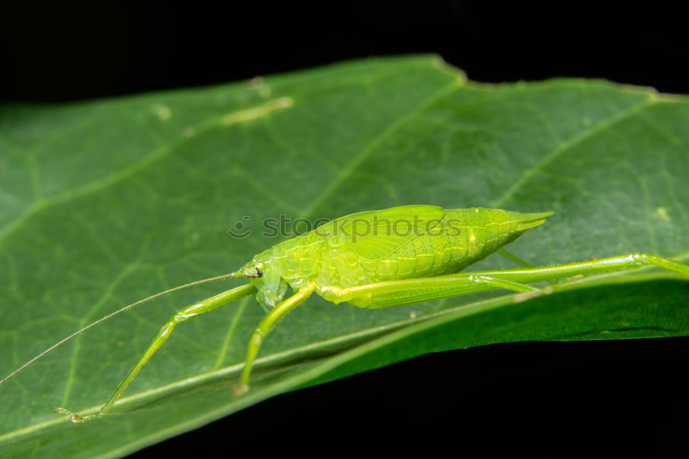 Beetle in green Antenna