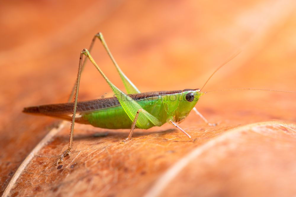 Similar – hatched pet Butterfly