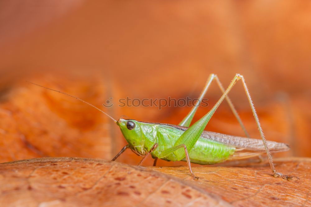 Similar – hatched pet Butterfly