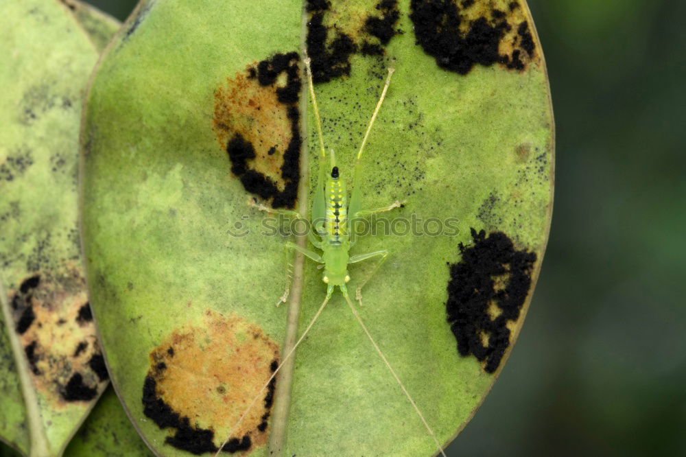 Image, Stock Photo Bug on the lurk Plant