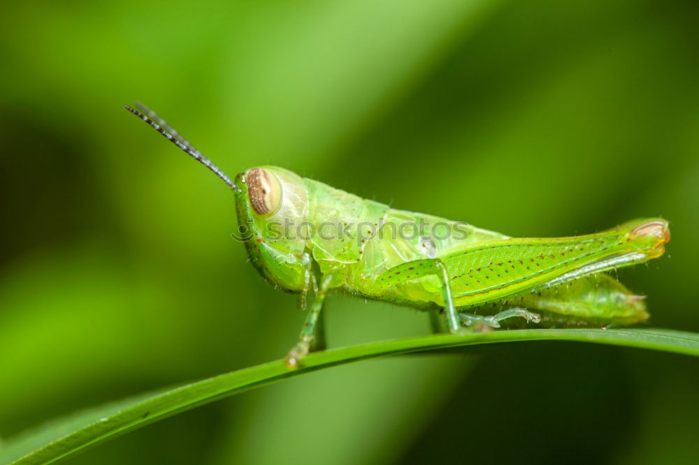 Similar – Beetle in green Antenna