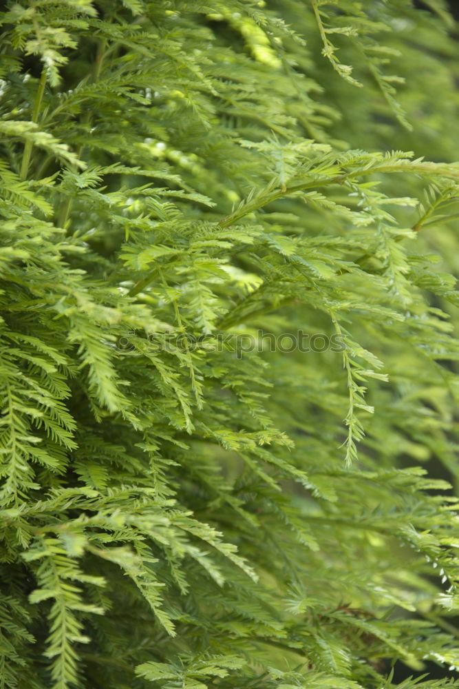 Similar – Image, Stock Photo green plant leaves Plant