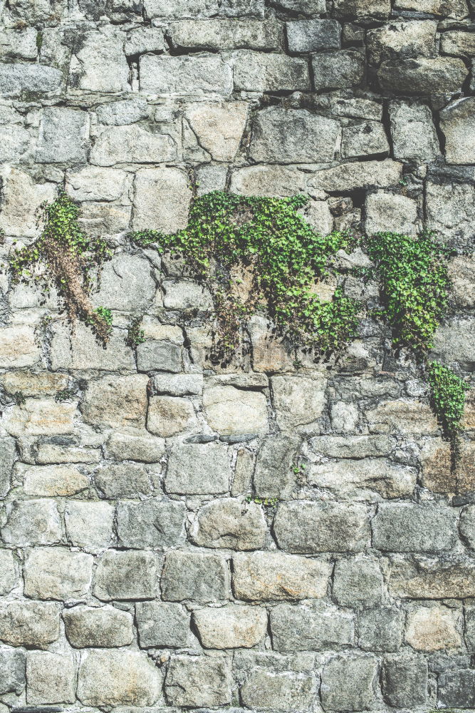 Similar – Foto Bild Grün trifft Pink Sommer