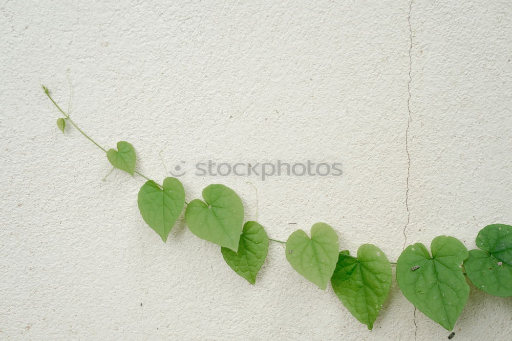 Similar – Image, Stock Photo King Cracks of III. Green