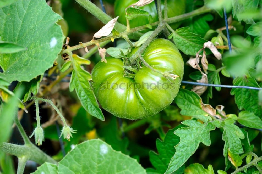 Similar – Tomate gesund Gewächshaus