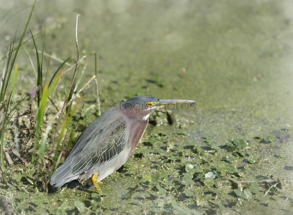 Similar – another picture and it’s your turn! nuthatch