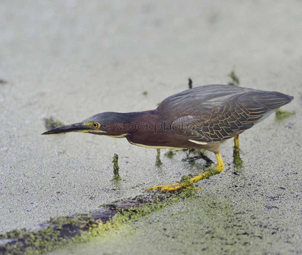 Similar – Bird with green leg dress