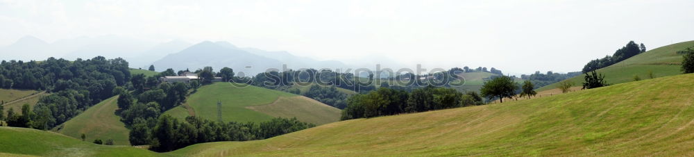 Similar – Image, Stock Photo Forest in a piece