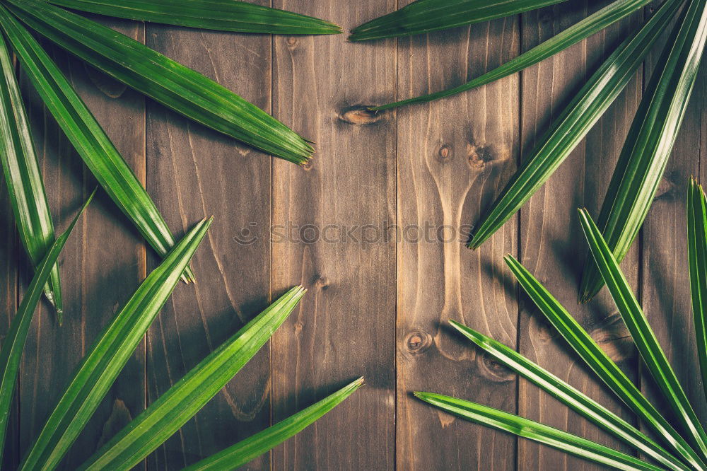 Image, Stock Photo Creative layout made of green leaves. Flat lay. Nature concept