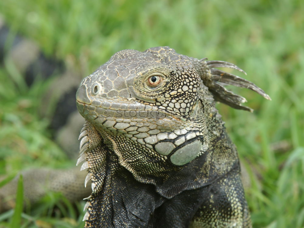 Similar – Horned toad lizard