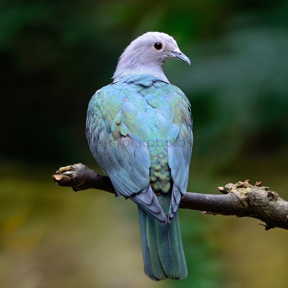 Similar – Image, Stock Photo cockatoo Tree Leaf Animal