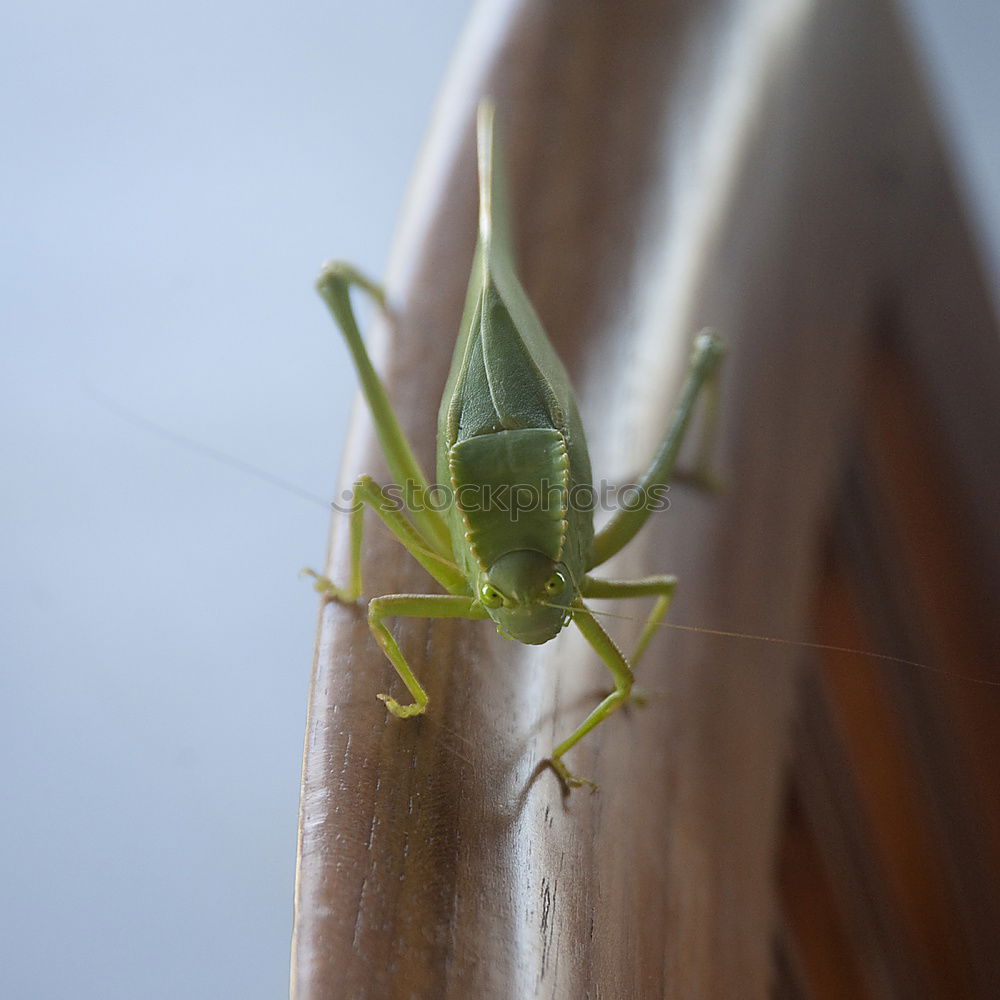 Locust, Insect Rear view