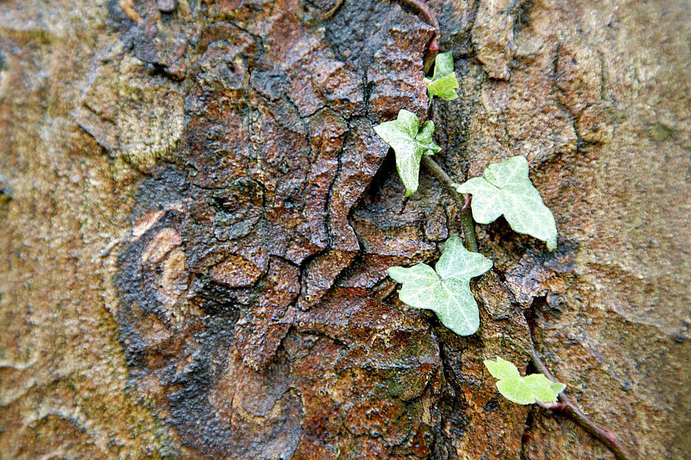 Similar – efeu Sträucher Baum Geäst