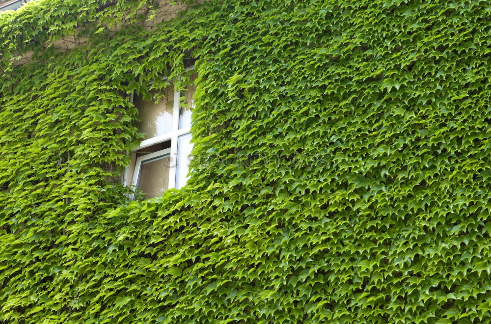 Similar – greenwall Bushes Green