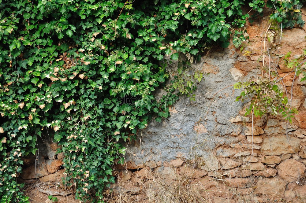 Similar – mauerBLÜMCHEN Nature Plant