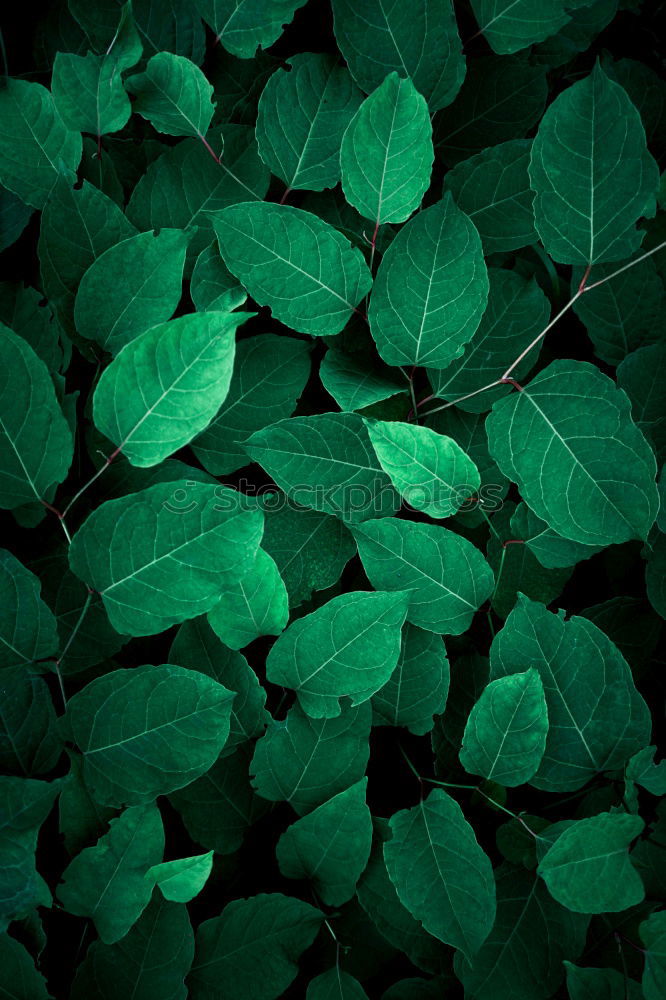 Similar – Creative layout made of green leaves