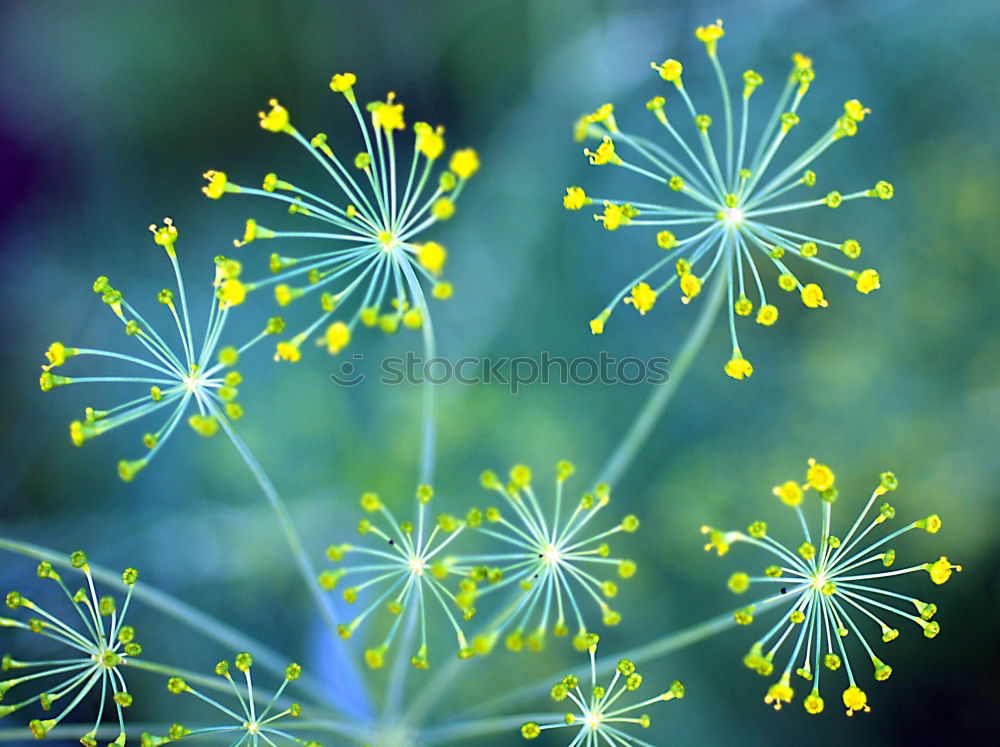 Similar – Image, Stock Photo Dill, without additives