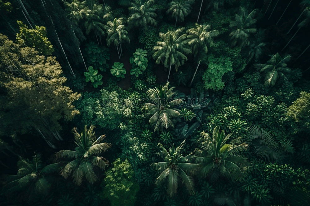 Similar – Image, Stock Photo green plant leaves Plant