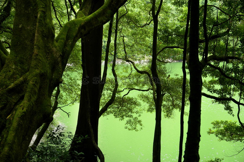 Similar – versunken grün Geäst Baum