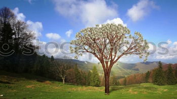 Similar – Image, Stock Photo nature Tree Autumn Green