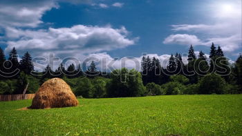 Similar – Image, Stock Photo . Meadow Green Yellow