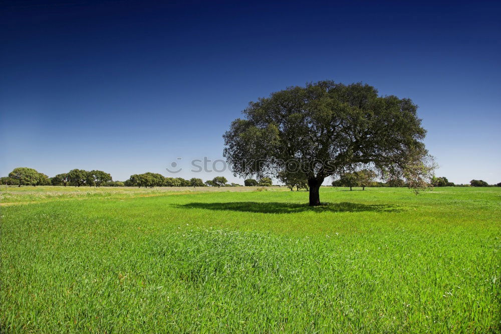 Similar – One shed 2 Barn Field