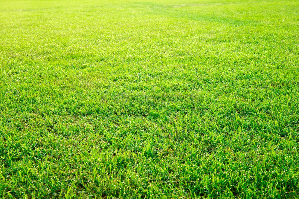 Similar – Image, Stock Photo Restrictive Grass Meadow