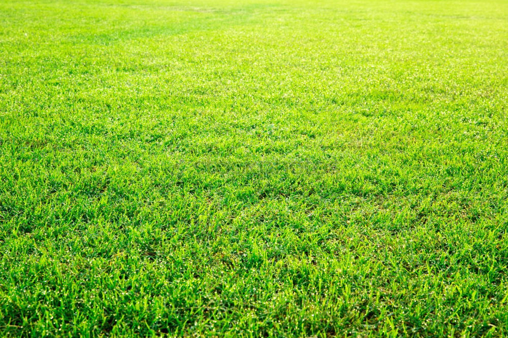 Similar – Image, Stock Photo Restrictive Grass Meadow