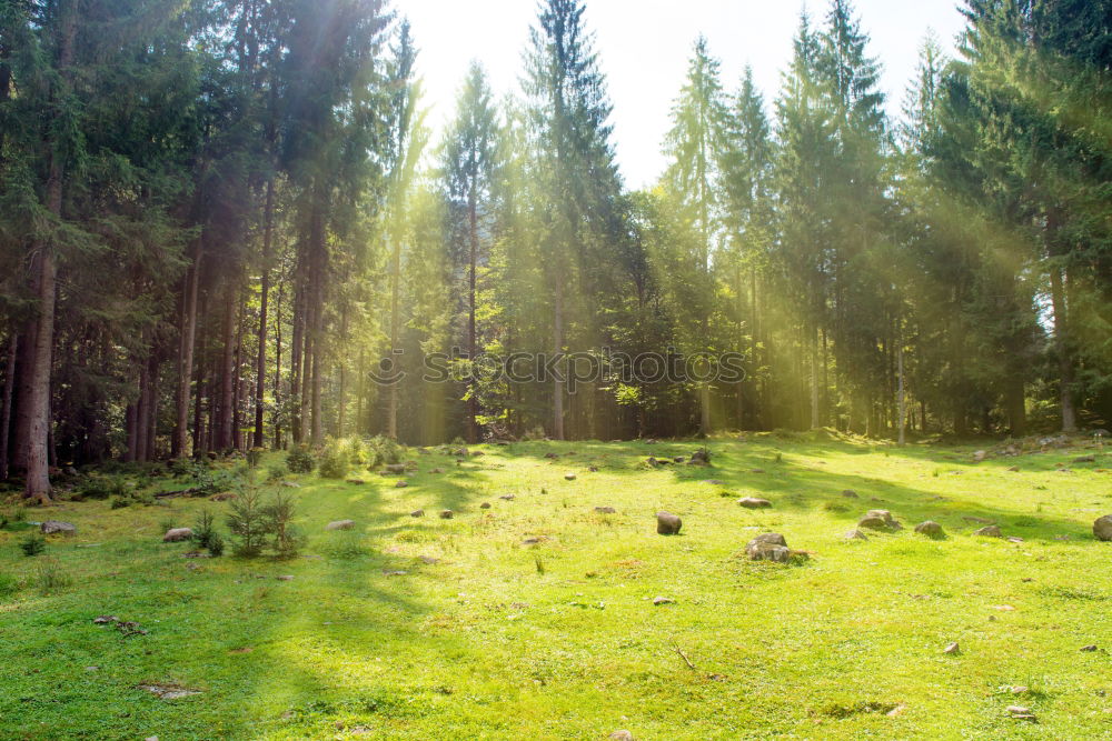 Similar – Horses in forest on green meadow