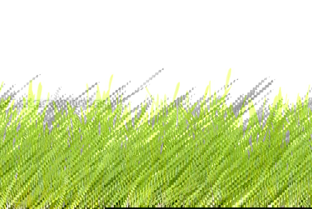 Similar – Image, Stock Photo Winter cereals