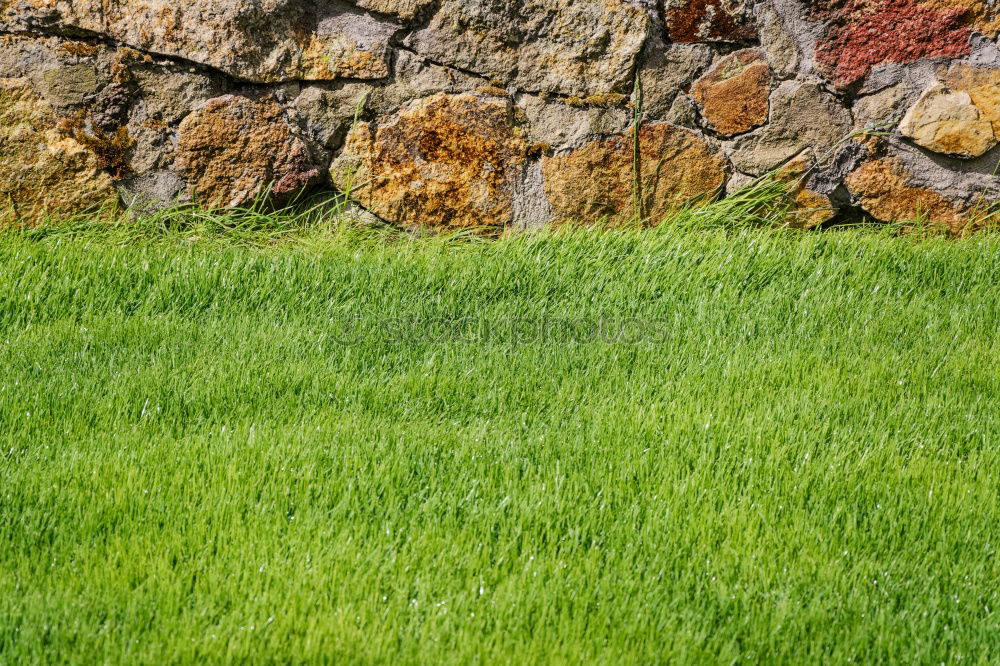 Similar – Image, Stock Photo parlare italiano Meadow