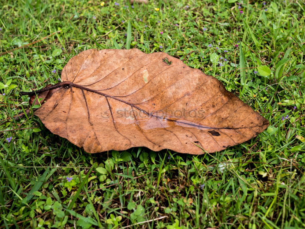 Similar – Foto Bild rot-grün… Herbst Blatt