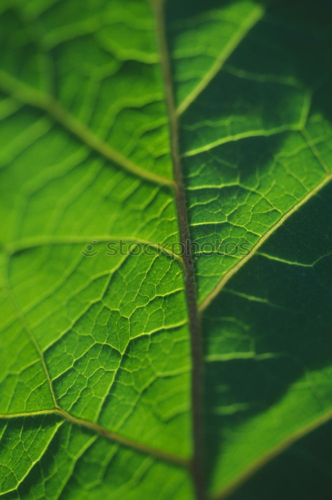 Similar – Image, Stock Photo leaf Green Vessel