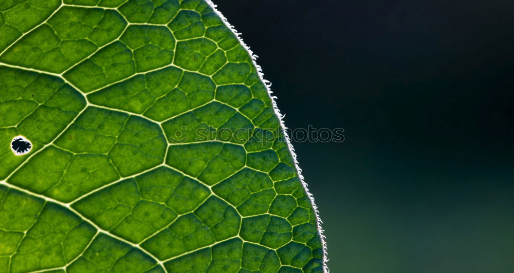 Similar – Image, Stock Photo “Oh, fuck you.” Provocatively, the tree frog turns its back to the photographer; it doesn’t stay seated for long.