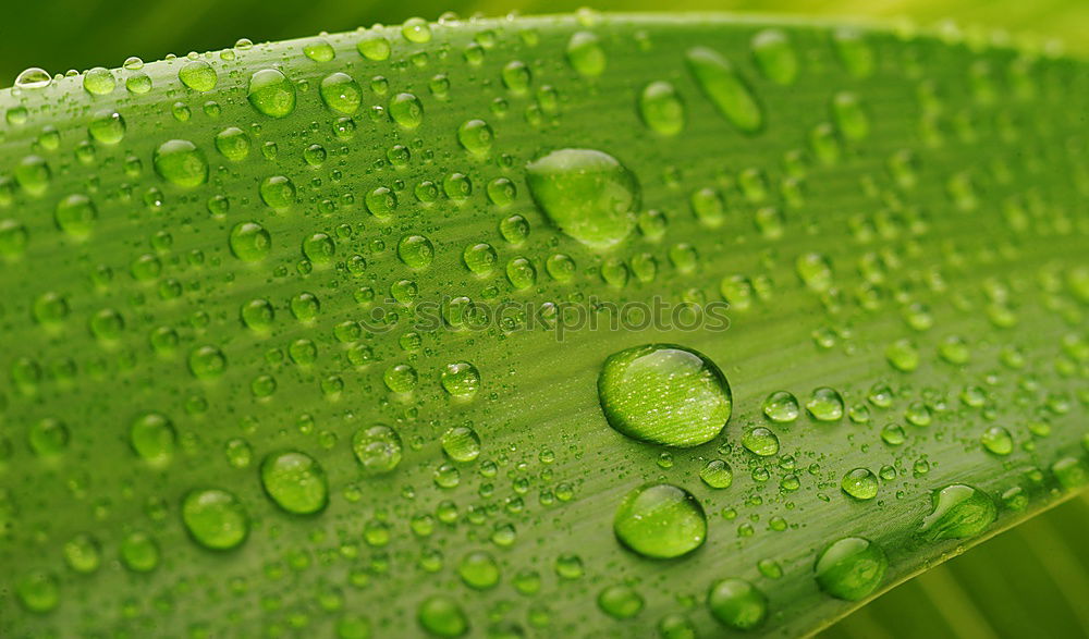 Image, Stock Photo water drops Style