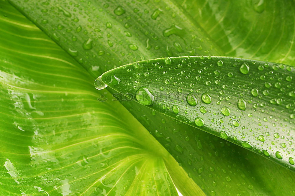 Similar – raindrops II Rain Leaf