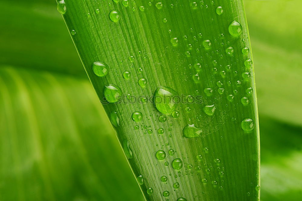 Similar – nach dem Regen Blatt Palme