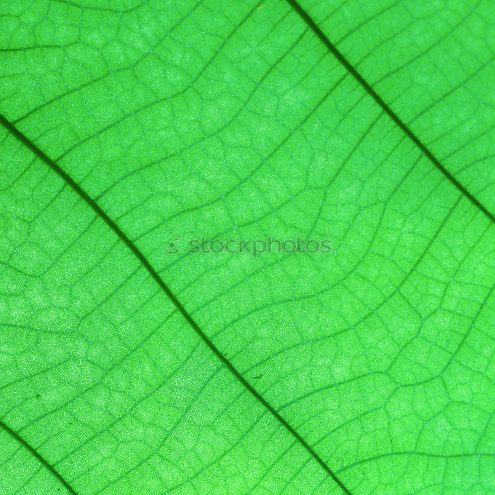 Image, Stock Photo it greenens so greenly