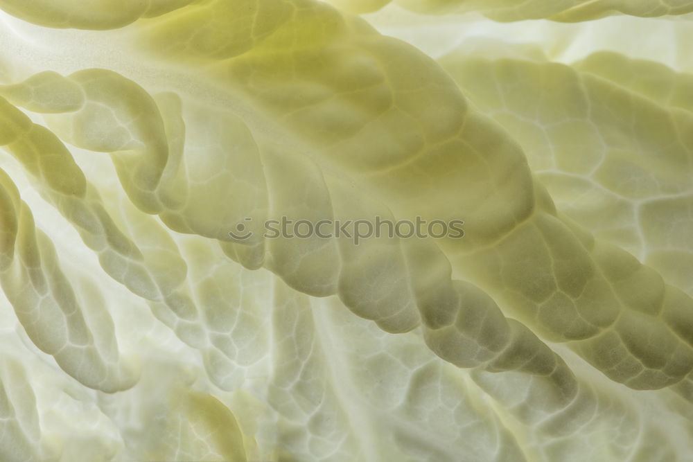 Similar – Image, Stock Photo stalk Stalk Cauliflower