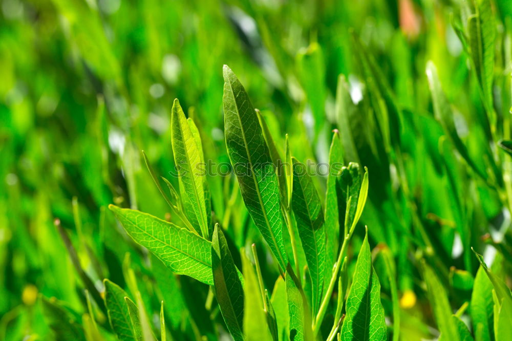 Similar – Foto Bild gras Gras saftig grün